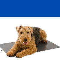 Thermodog